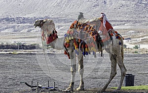 Bedouin camel in an elegant harness with a multi-colored carpet