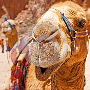 Bedouin camel muzzle