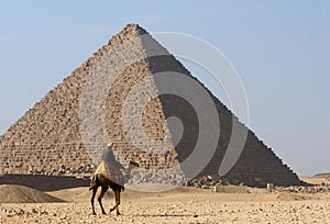 Bedouin on camel near of great egypt pyramid