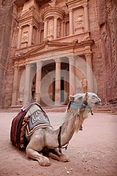 Bedouin Camel at Petra, Jordan