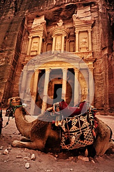 Bedouin camel rests near the treasury