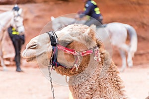 Bedouin camel`s head in Petra