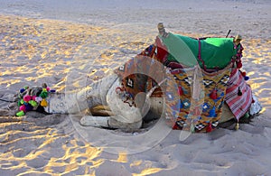 Bedouin camel, tied with a long rope lies on a sandy beach near the sea against a background of yellow sand. where no one surround