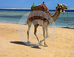 A Bedouin camel tied with a long rope stands waiting for tourist