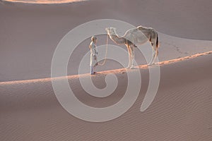 Bedouin and camel on way through sandy desert Beautiful sunset with caravan on Sahara, Morocco Desert, Africa