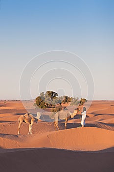 Bedouin and camel on way through sandy desert Beautiful sunset with caravan on Sahara, Morocco Desert with camel and nomads