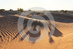 Bedouin and camel on way through sandy desert Beautiful sunset with caravan on Sahara, Morocco Desert with camel and nomads