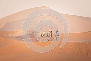 Bedouin and camel on way through sandy desert Nomad leads a camel Caravan in the Sahara during a sand storm in Morocco Desert.