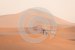 Bedouin and camel on way through sandy desert Nomad leads a camel Caravan in the Sahara during a sand storm in Morocco Desert.