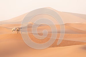 Bedouin and camel on way through sandy desert Nomad leads a camel Caravan in the Sahara during a sand storm in Morocco Desert.