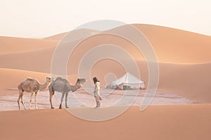 Bedouin and camel on way through sandy desert Nomad leads a camel Caravan in the Sahara during a sand storm in Morocco Desert.