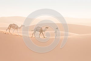 Bedouin and camel on way through sandy desert Nomad leads a camel Caravan in the Sahara during a sand storm in Morocco Desert.