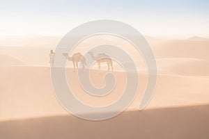 Bedouin and camel on way through sandy desert Nomad leads a camel Caravan in the Sahara during a sand storm in Morocco Desert.
