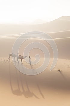 Bedouin and camel on way through sandy desert Nomad leads a camel Caravan in the Sahara during a sand storm in Morocco Desert.