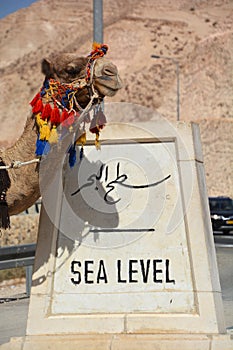 Bedouin camel on the way to the dead sea.