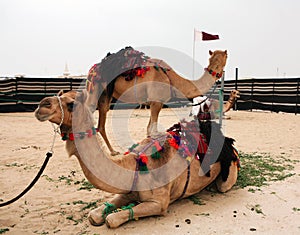 Bedouin camels