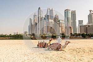 Bedouin with camels on the background of Dubai Marina skyscrapers