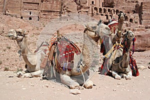 Bedouin Camels at Petra, Jordan