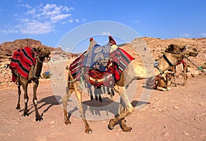 Bedouin camels in Petra, Jordan