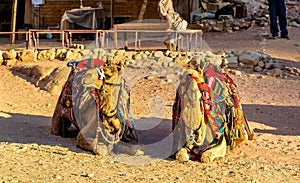 Bedouin camels rest in the ancient city of Petra