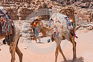 Bedouin camels rests near the treasury Al Khazneh carved into the rock at Petra, Jordan.