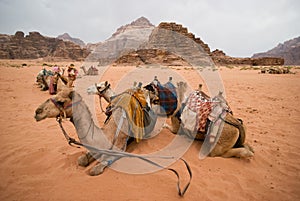 Bedouin camels taking a rest, Jordan