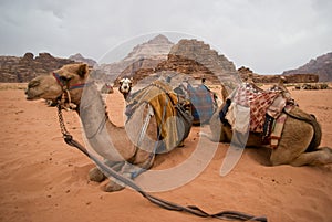 Bedouin camels taking a rest, Jordan