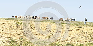 Bedouin and Dogs Herding Goats near Arad in Israel