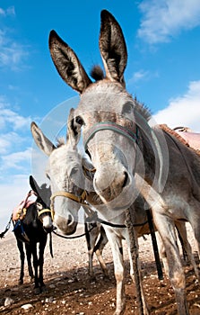 Bedouin donkey.