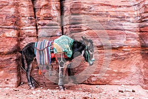 Bedouin donkey with saddle