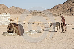 Bedouin girl with donkey working a water wheel