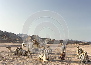Bedouin girl with her camels