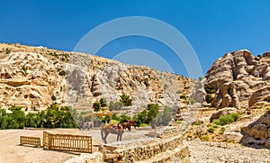 Bedouin hourses rest in the ancient city of Petra