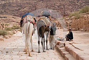 Bedouin man riding a camel, Petra, Jordan, Middle East