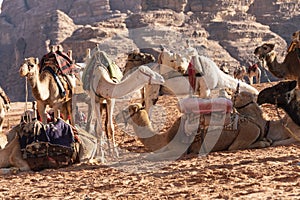 Bedouin nomads camp with camels