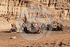 Bedouin nomads camp with camels