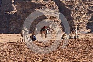 Bedouin nomads camp with camels