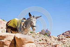 Bedouin's donkey at ancient Petra in Jordan