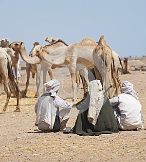 Bedouin traders at a camel market