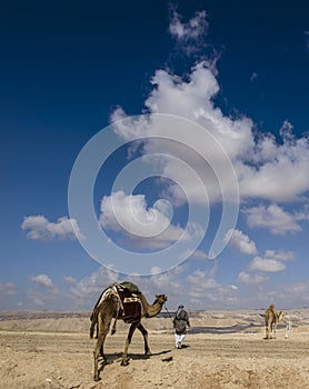 Bedouins with a herd of camels