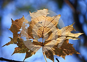 Bedraggled Autumnal Leaf and Blue Sky