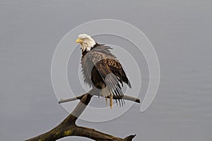 Bedraggled Bald Eagle grimpily dries out damp plumage