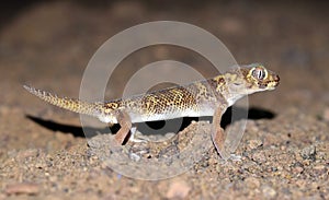 Teratoscincus bedriagai , Bedraiga`s wonder gecko or Bedriaga`s plate-tailed gecko