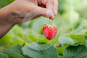 Bedroom red strawberries in children`s hands, strawberry harvest, vitamins from the garden