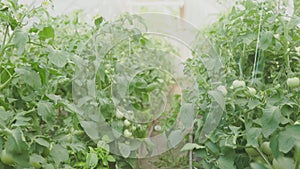 Beds with green tomatoes. Greenhouse with tomato bushes. Green seedlings.