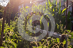 Beds with growing corn, tomatoes and other vegetables. Country garden in the courtyard of a village house. Growing home-grown