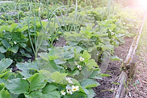 Beds of growing onions and strawberries in farm, gardening and farming concept.