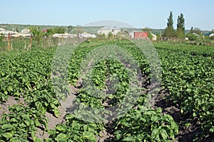 Beds of potatoes