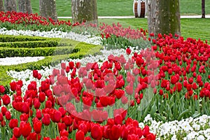 Beds of red and white tulips flower in Istanbul, Turkey, in the spring tulip festival in April