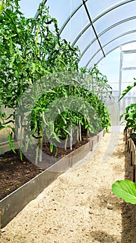 Beds with tomatoes. Tomato bushes grow in a polycarbonate greenhouse. Greenhouse with vegetables